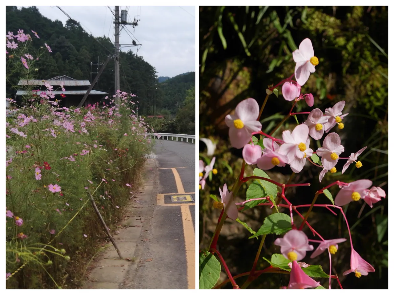 路傍のコスモスと秋海棠