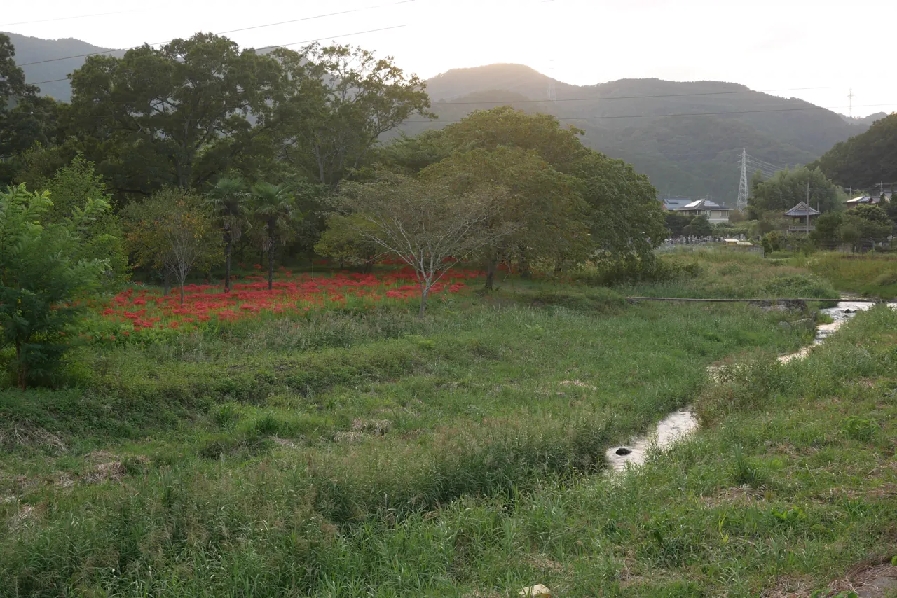 東秩父村安戸の彼岸花
