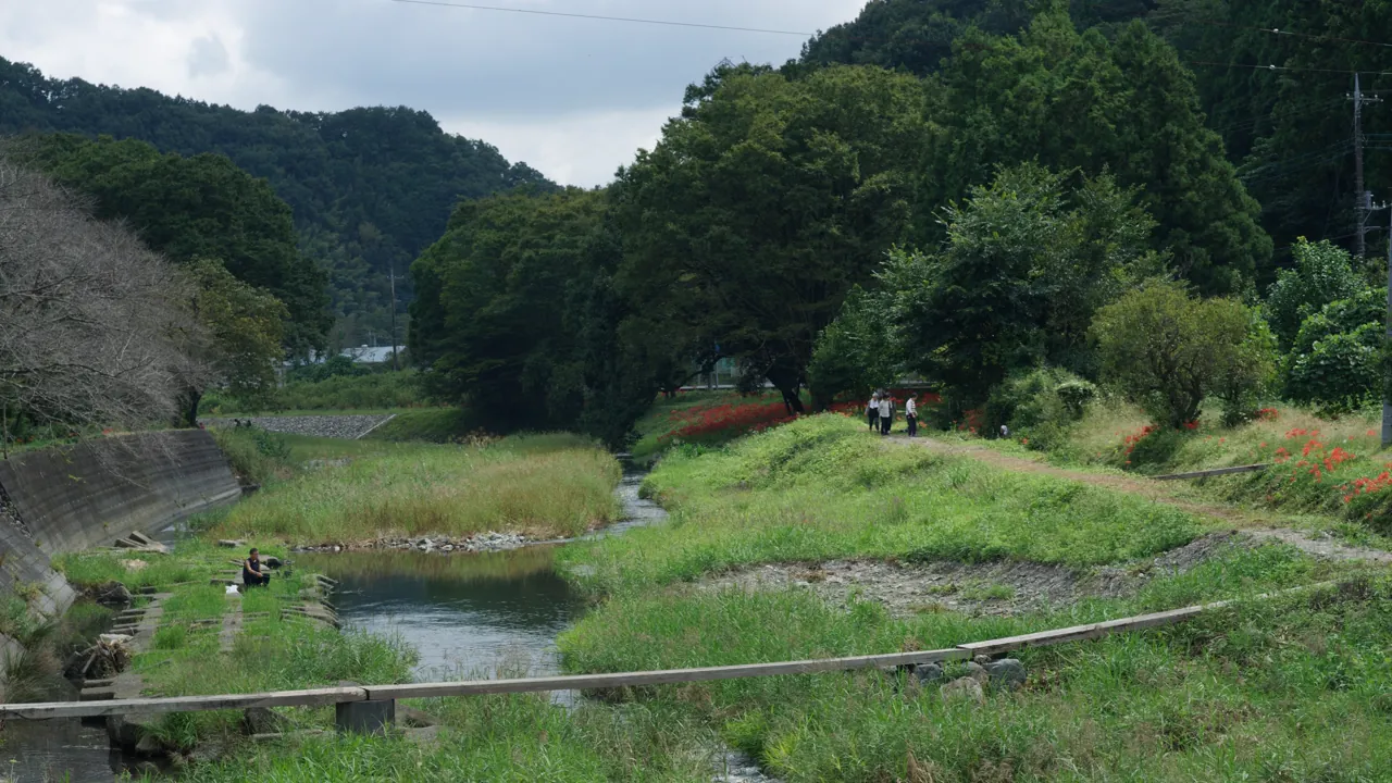 回復しつつある槻川と彼岸花の風景