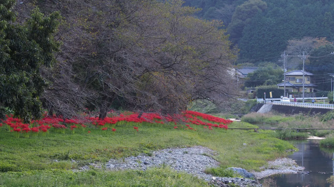 槻川沿い、腰越の彼岸花